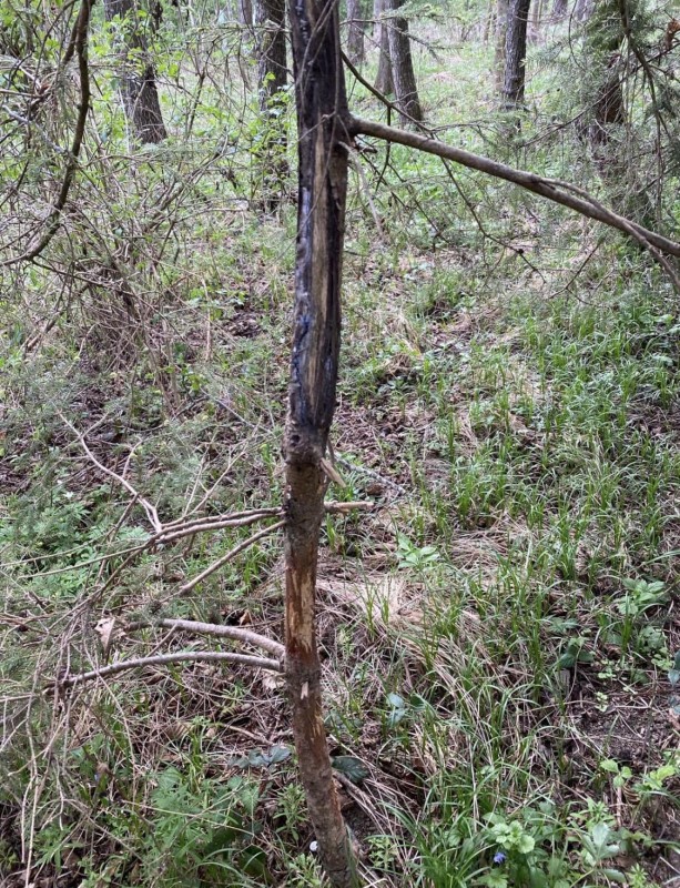 schälschaden (1).jpg