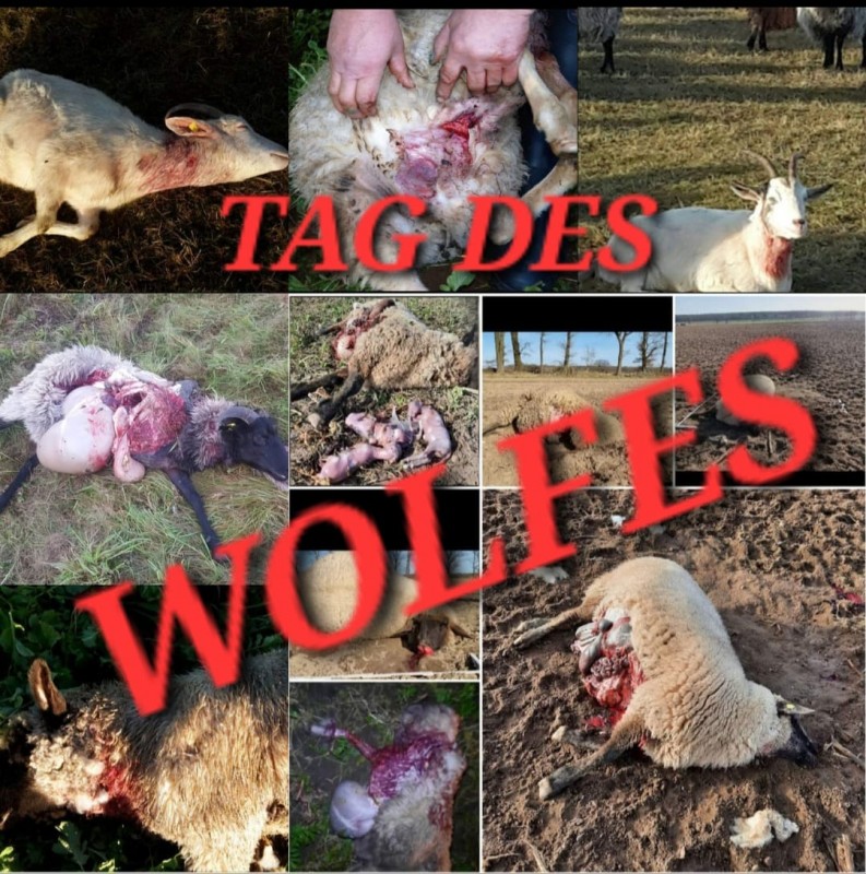 Tag_des_Wolfes.jpg