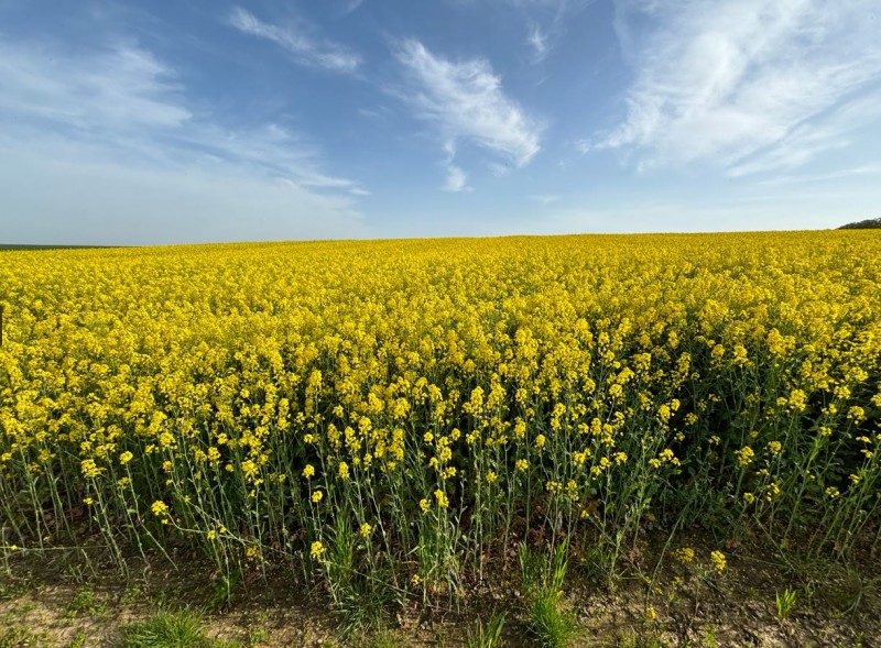 Pflugraps Wini 1.5.2024.JPG