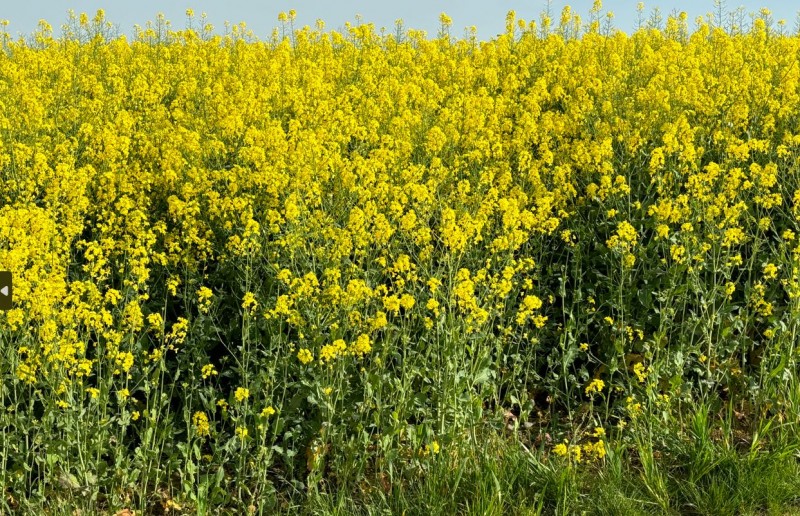 Suchbild Winis FahrgasseJPG.JPG