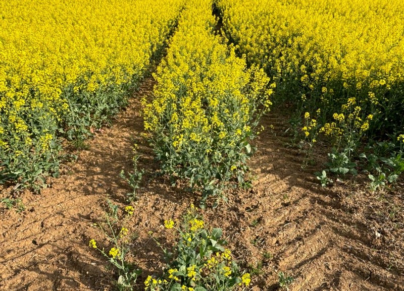 Fahrgassen für BLütenbehandlungJPG.JPG