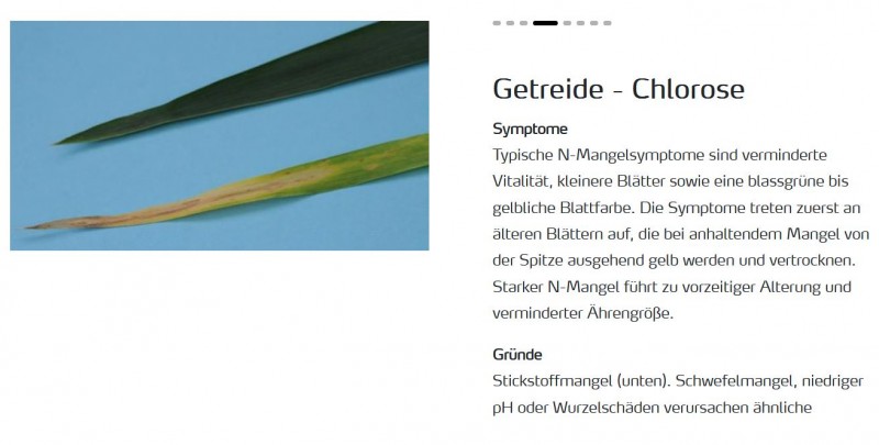 Getreide Chlorose.JPG