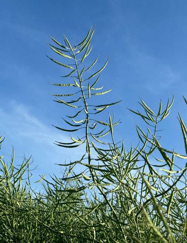 Raps Schoten Mai 2024.JPG