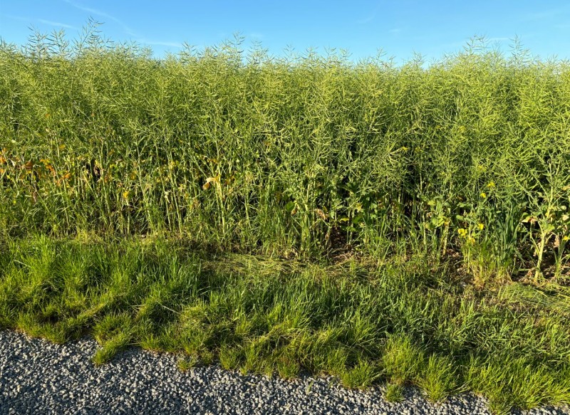 Winis Pflugraps Pfingsten 2024.JPG