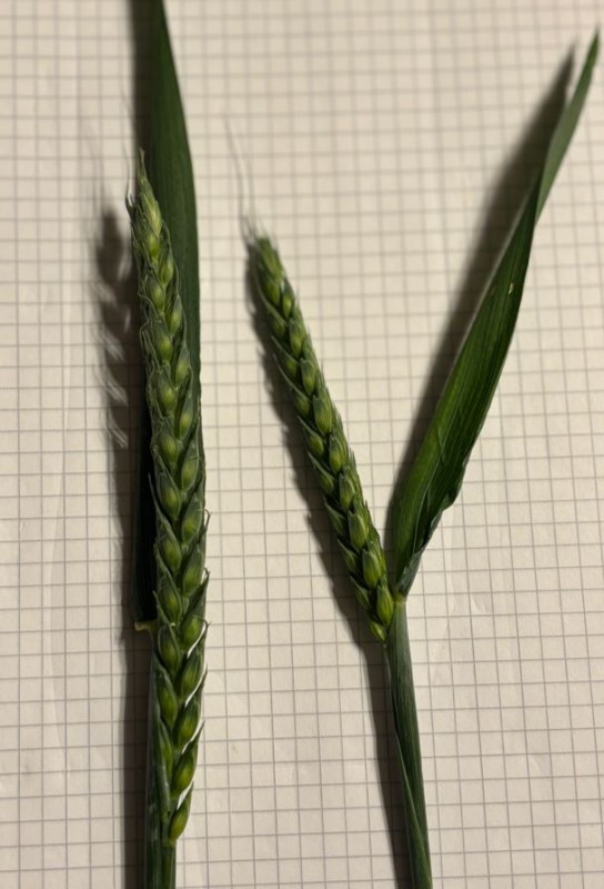 Weizenähre links gewalzt rechts mit Wachstumsregler behandelt.JPG