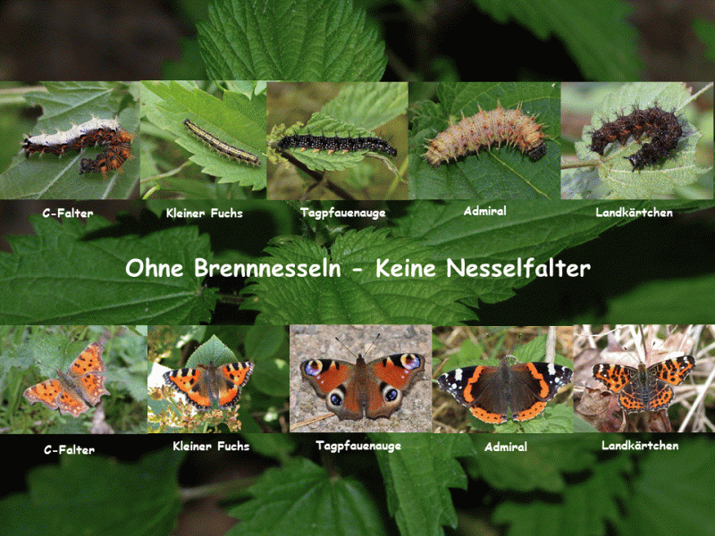 Brennnessel-Nesselfalter.GIF