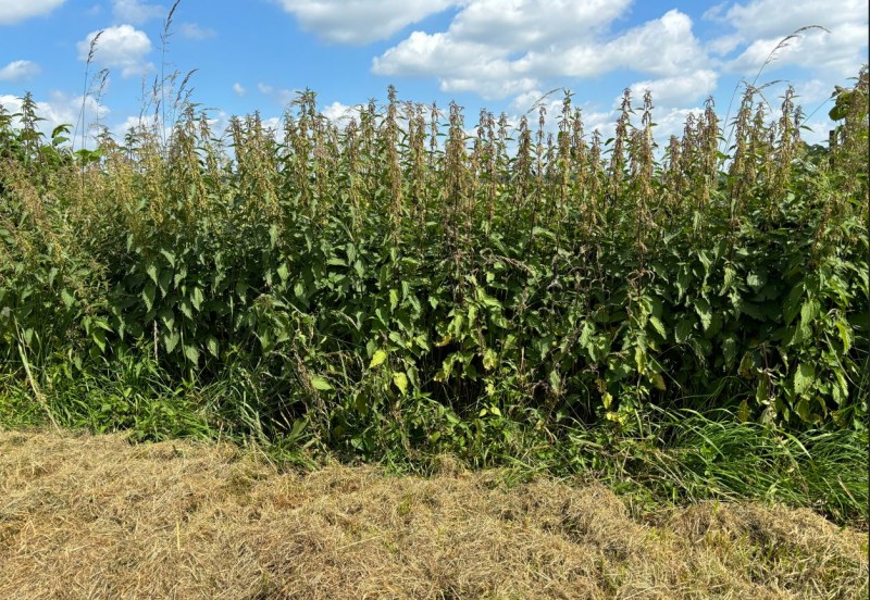 Brennnessel-Rand nicht gemulcht.JPG