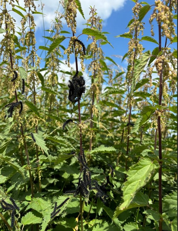 Kinderstube Raupen Tagpfauenauge.JPG