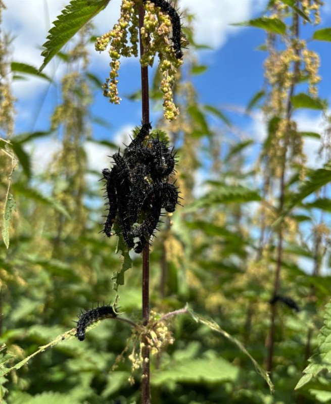 Raupen an der Brennnessel.JPG