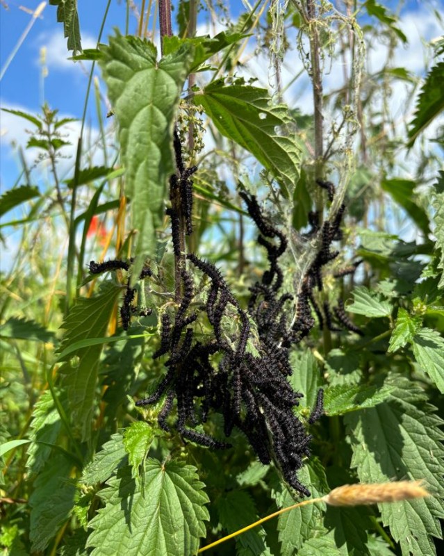 Tagpfauenauge Raupen an Brennnessel.JPG