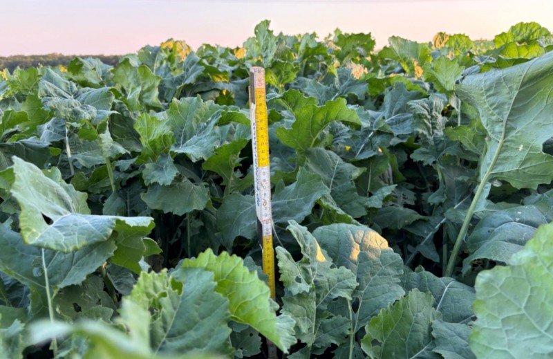 Winis 0-Input-Raps.JPG