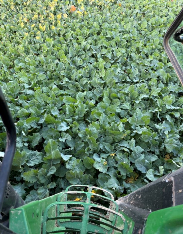 Winis Altraps-Zwischenfrucht.JPG