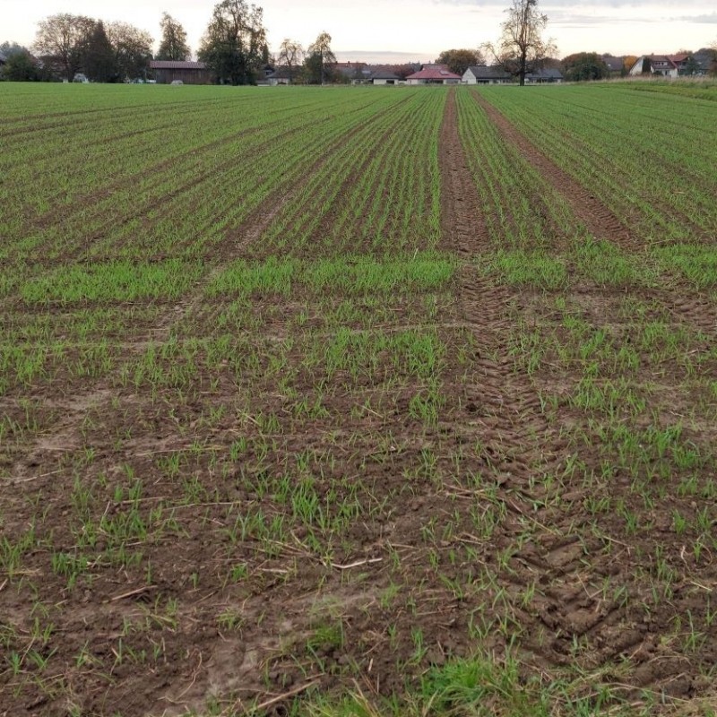 Gerste unten rechts1.jpg