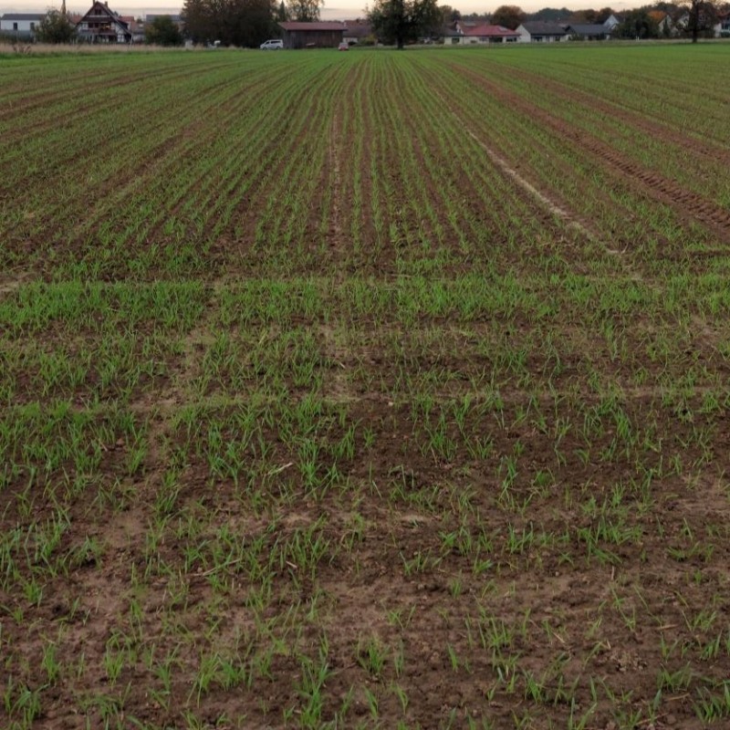 Gerste unten links1.jpg