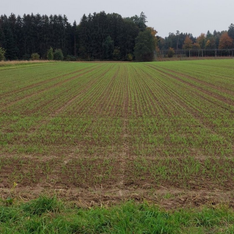 Gerste oben links1.jpg