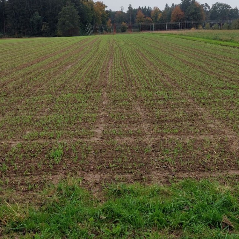 Gerste oben rechts1.jpg