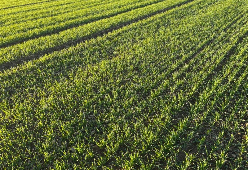 Wintergerste Highlight Ende Oktober.JPG