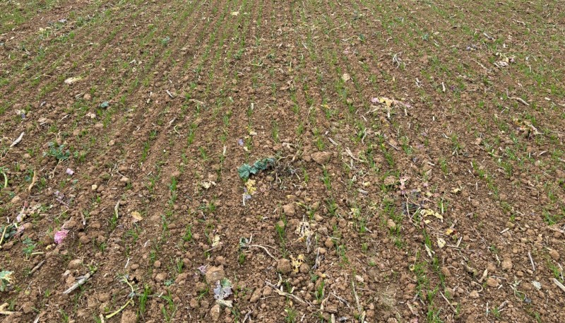 Wini Weizen Elixer 30.10.JPG