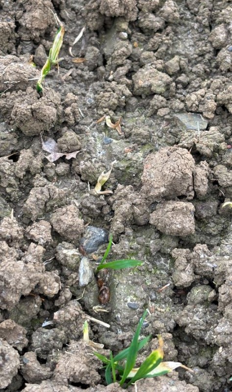 Weizen Spritzschaden Bild 1.JPG