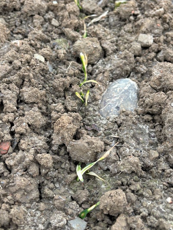 Weizen Spritzschaden Bild 2.JPG