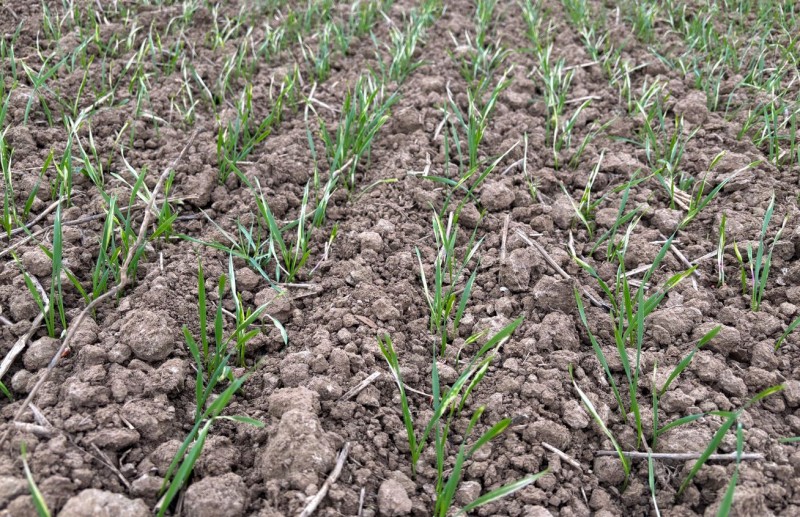 Weizen Spritzschaden Bild 4.JPG