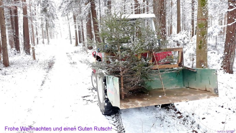Christbaum_20241223_104925.jpg