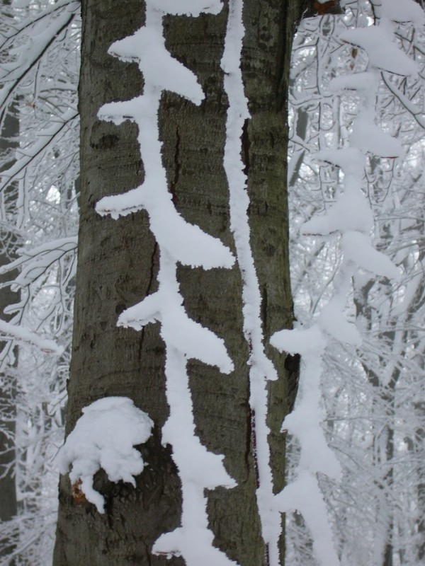 Schneeranke klein.jpg