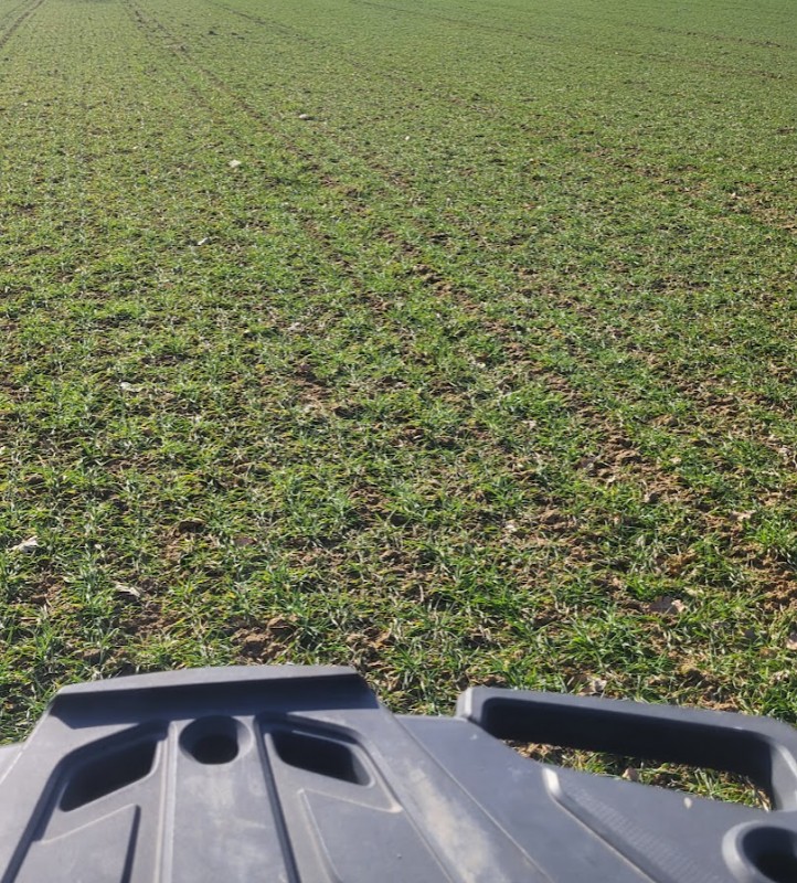 Triticale 9.3.25.jpg