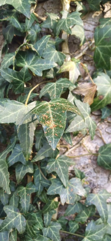 WhatsApp Image 2025-04-24 at 13.43.46.jpeg