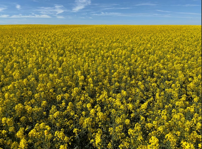 Winis Linienraps Arabella.JPG