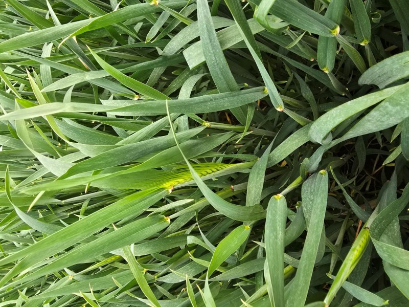 Triticale.jpg