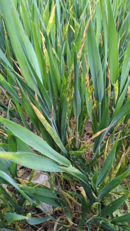 WhatsApp Bild 2025-05-23 um 16.51.30_c61be4f7.jpg