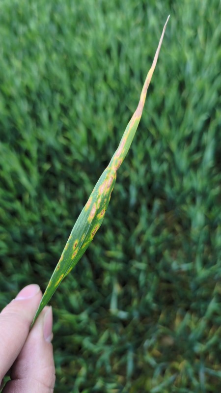 WhatsApp Bild 2025-05-23 um 16.52.38_22236170.jpg