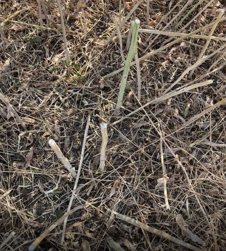 Rapsdrusch Stängel Wini 1.7.25.JPG