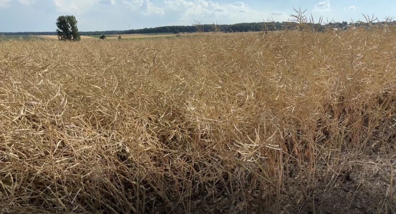 Rapsdrusch Bestand 2 Wini 1.7.25.JPG