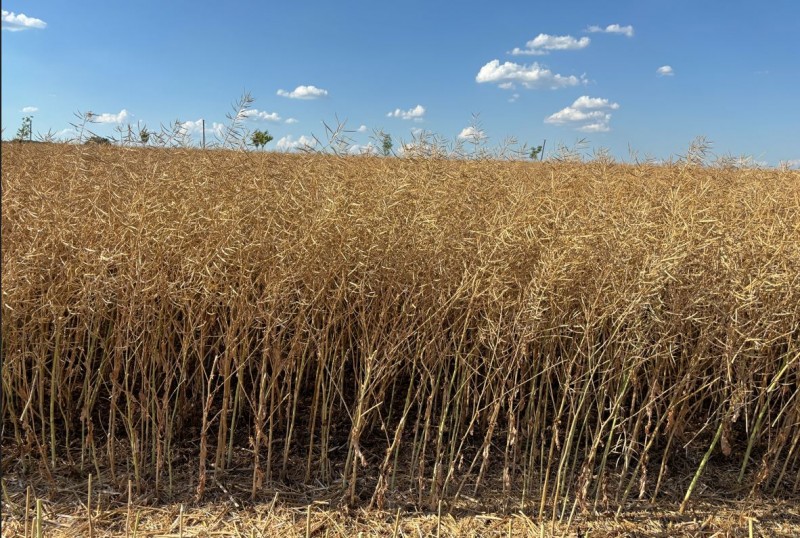 Rapsdrusch Bestand Wini 1.7.25.JPG