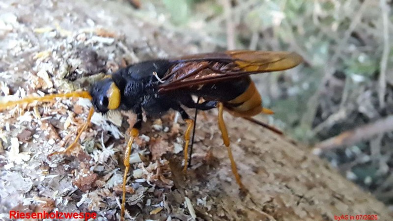 1368_Riesenholzwespe_20250722_121736.jpg