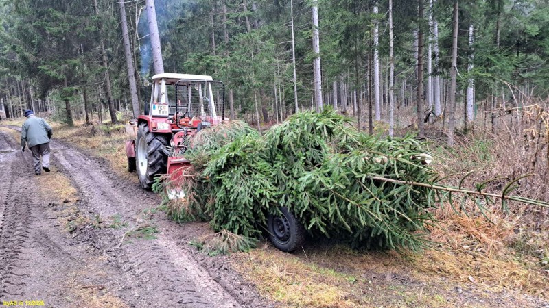 Christbaum_Kirche_20251212_140636.jpg