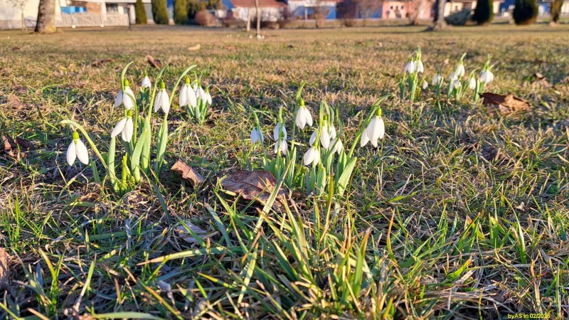 erste_Schneegloekchen_20260210_163228.jpg