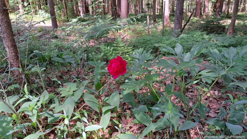 Pfingstrose_20260524_114235.jpg