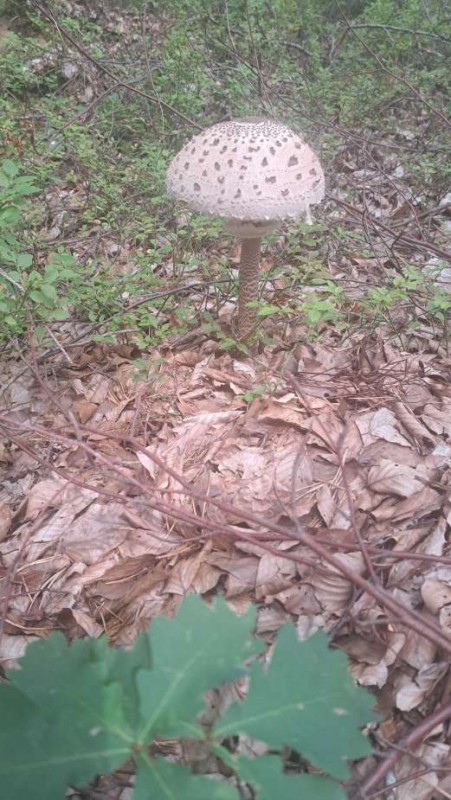 first_Parasol_2026.jpg