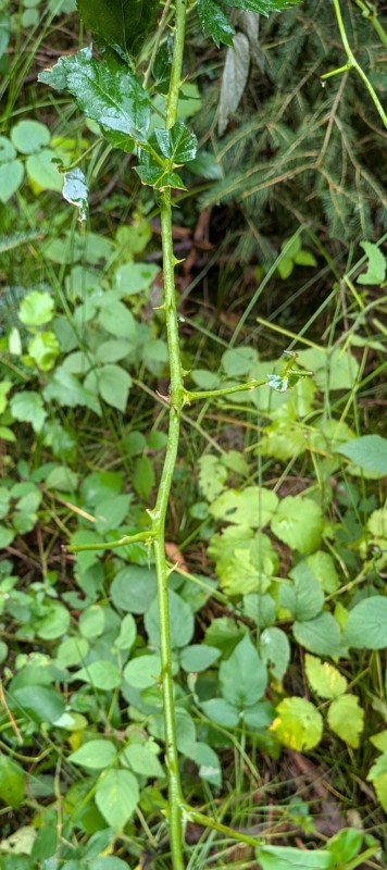 Screenshot_20260828-195233.jpg