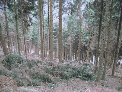 wald2.jpg