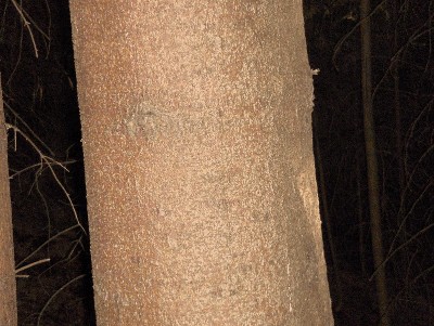 holz 006.jpg