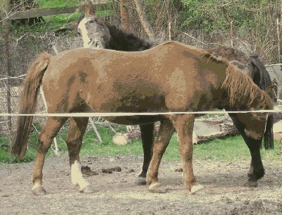 Ivan und Prinz (1).JPG