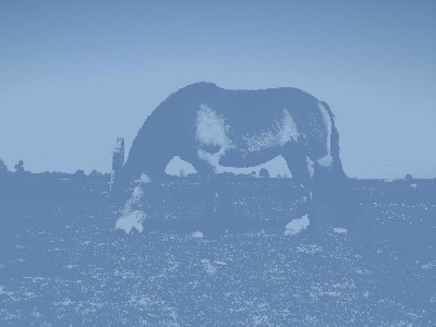 Trixy in Vollansicht !.JPG