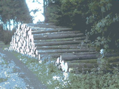 wald7.JPG