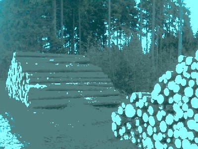 wald9.JPG