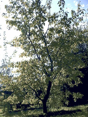 2007 09 22 kirschbaum1forum.JPG