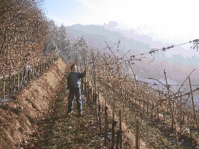 06 Matze Schneiden Terr.JPG